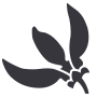Ylang-Ylang | Little Moon Essentials